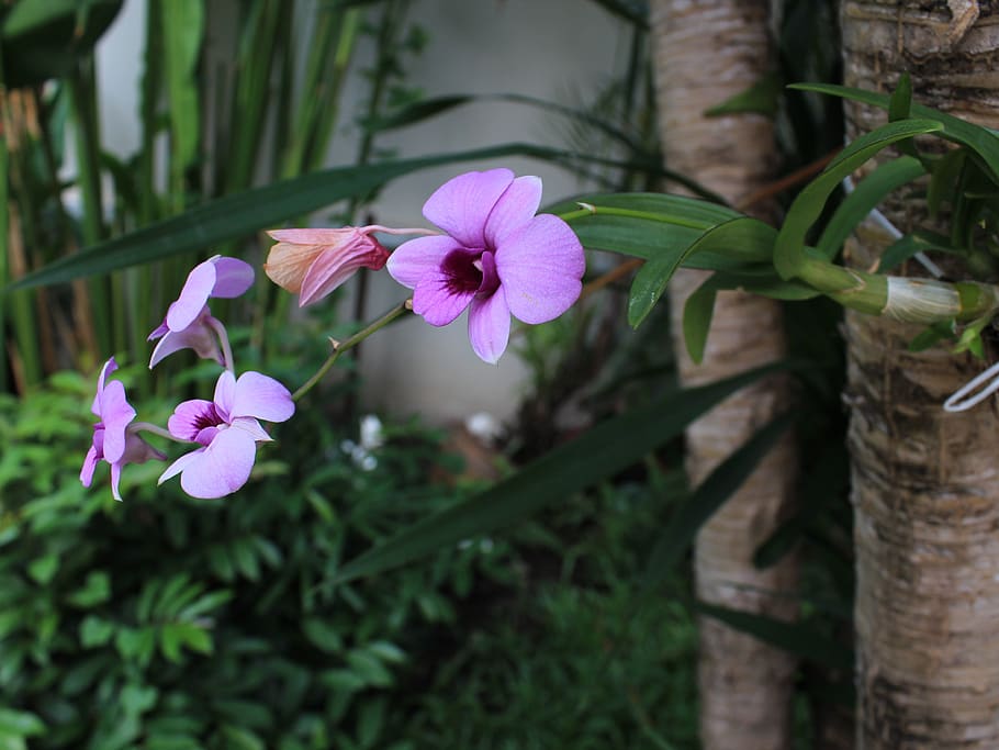 orchid, purple, flower, flowering plant, freshness, vulnerability HD wallpaper