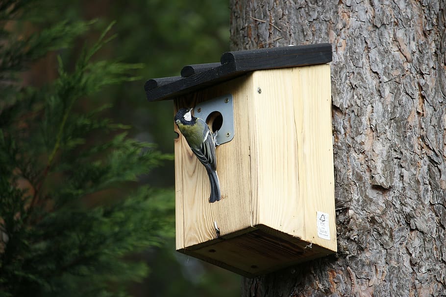 tit, aviary, feed, wood, nature, bird, plumage, feeding place HD wallpaper