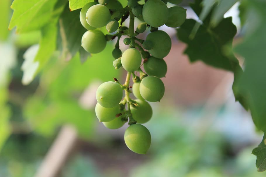 Grape, Fruit, green, agriculture, nature, food, vine, ripe HD wallpaper