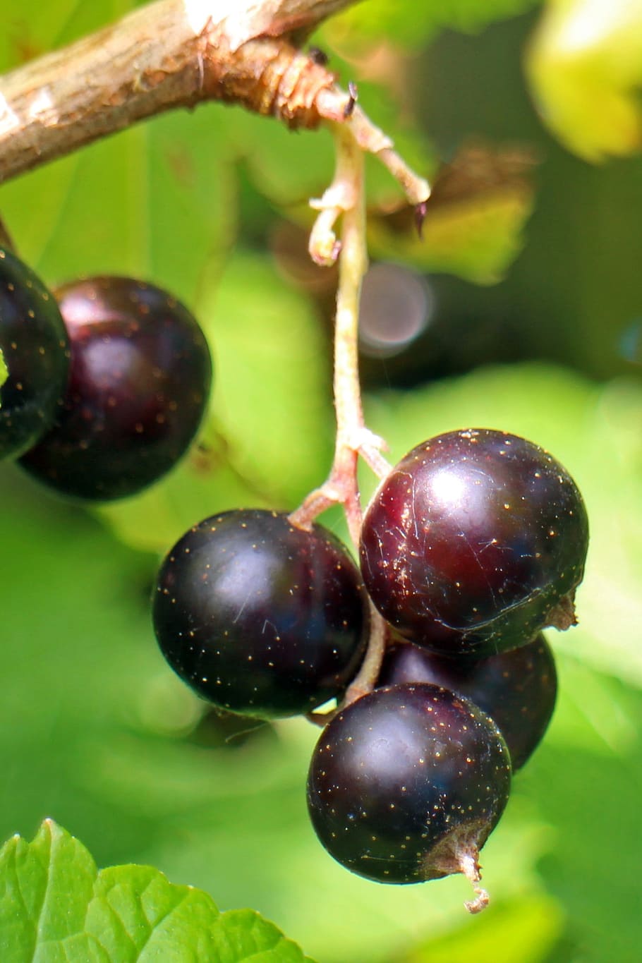 black currant, ribes nigrum, fruit, berry, fruits, food, nature HD wallpaper