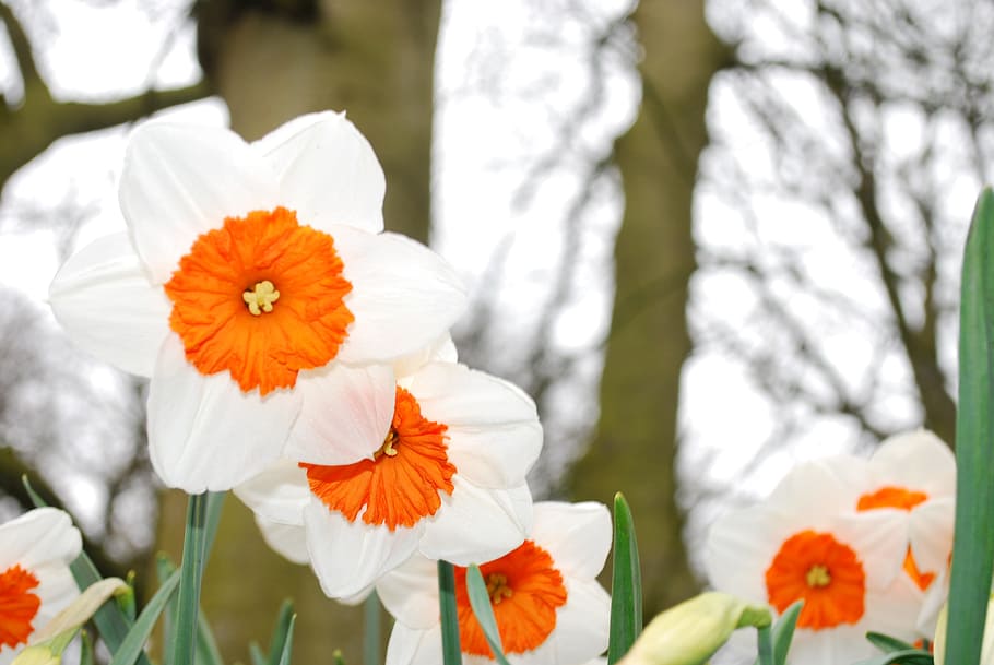 shallow focus photography of white and orange flowers, bloom HD wallpaper