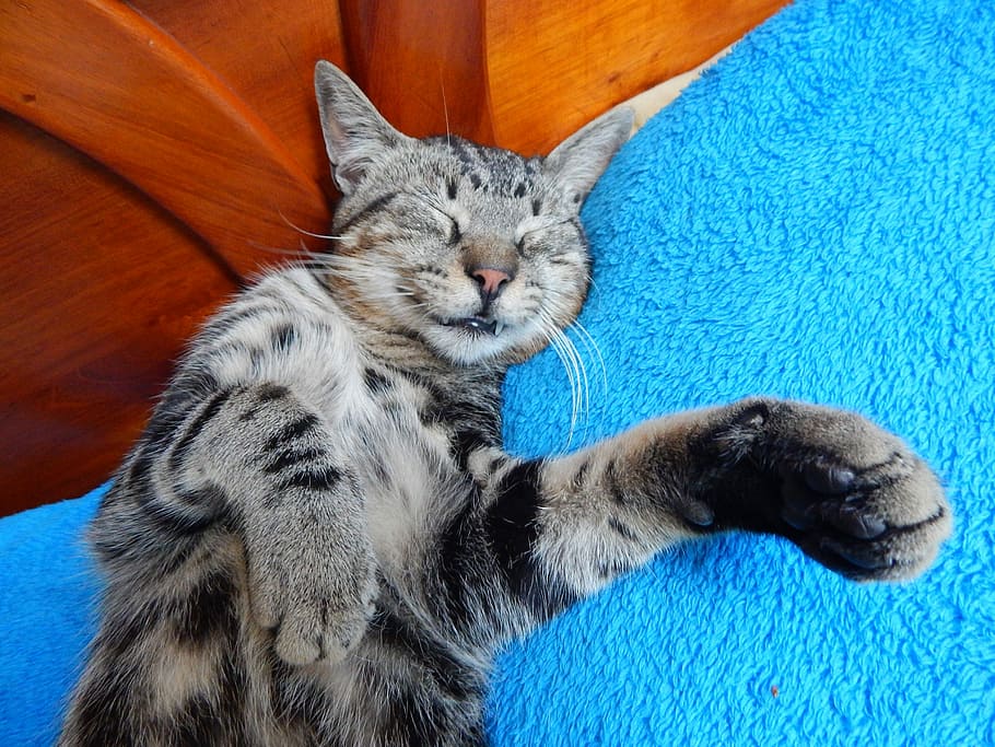 Cat, Pet, Smile, domestic cat, pets, one animal, animal themes HD wallpaper