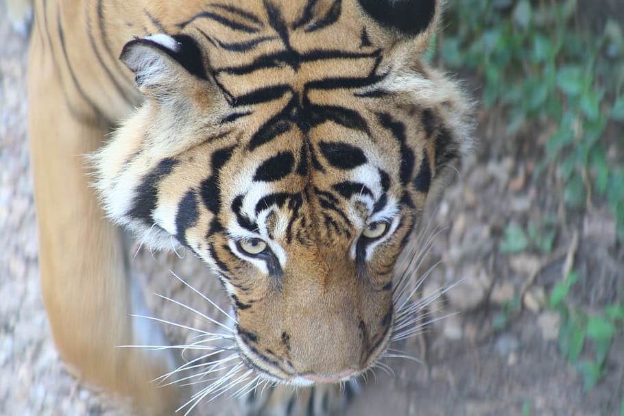 cat, large cat, tiger, stripes, roar, africa, animal themes HD wallpaper