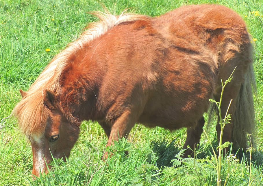 Horse, Pony, Shetland, Field, Animal, meadow, grass, animal themes
