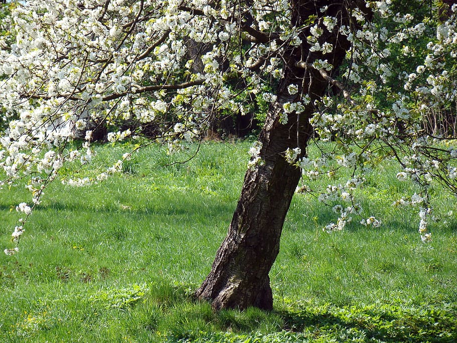 flowering tree, flowers, spring, nature, buds in bloom, white HD wallpaper