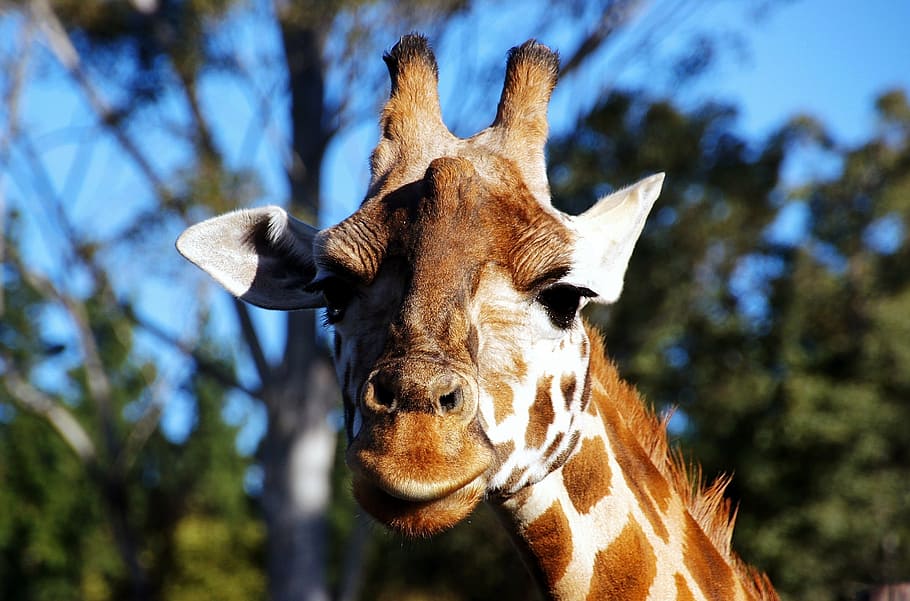 shallow focus photography of giraffe, portrait, head, face, mammal, HD wallpaper