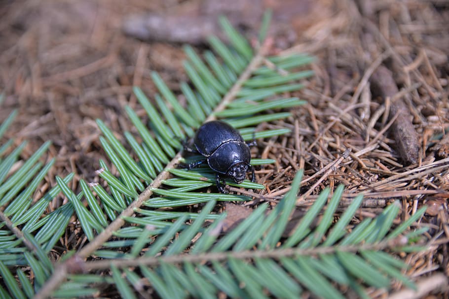 Dung Beetle, Insect, Close, forest floor, one animal, animal themes HD wallpaper