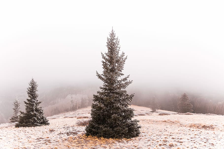 green leafed tree under gray sky, green pine trees under blue sky at daytime HD wallpaper