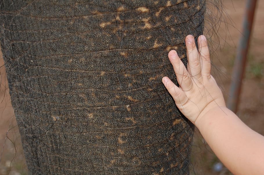 elephant, baby, toddler, texture, skin, smooth, sweet, contrast, HD wallpaper