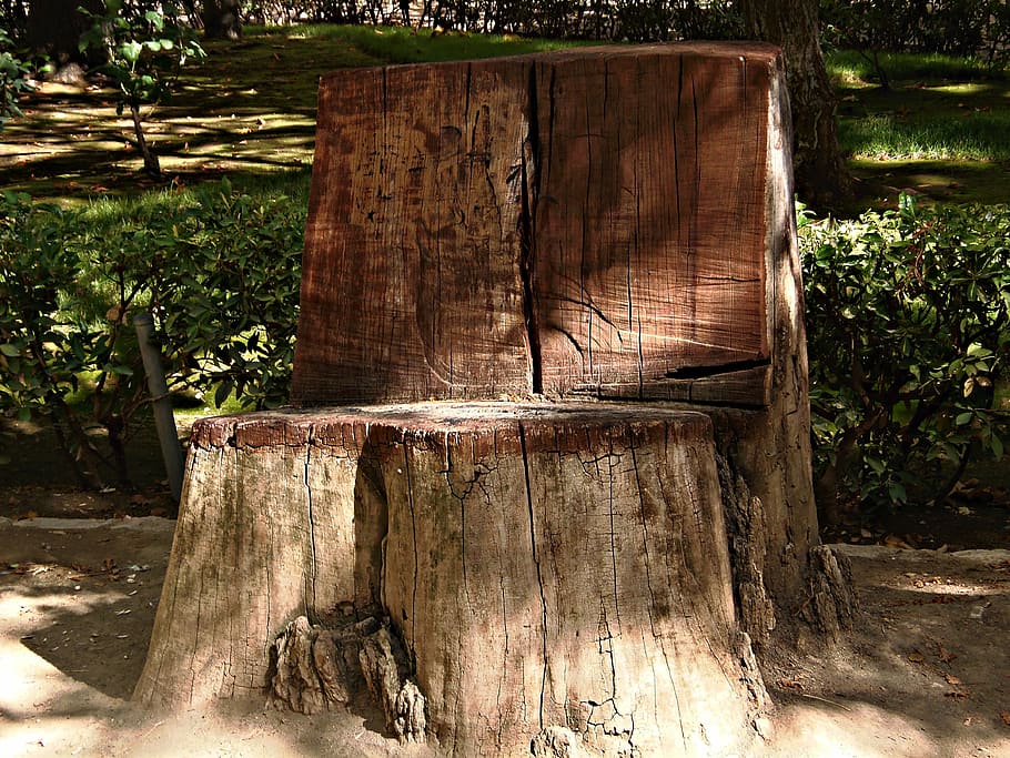 trunk, cut, park, sun, rest, curious, wood, vegetation, trees HD wallpaper