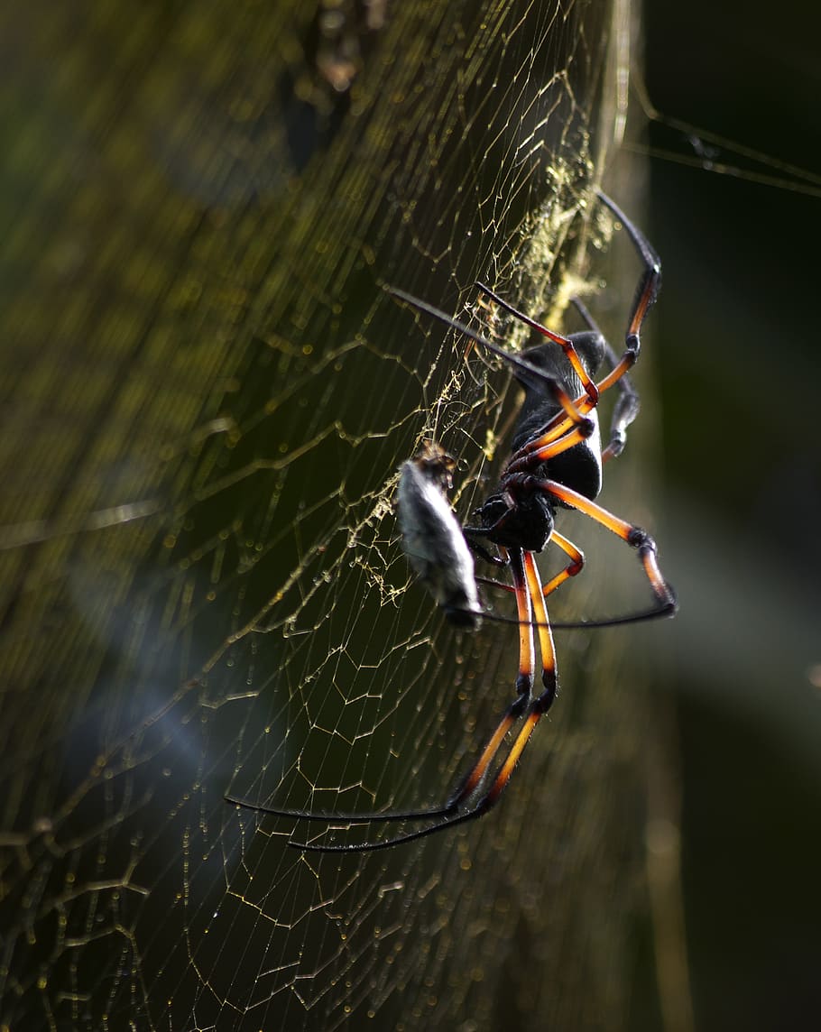 spider, cobweb, nature, network, close, insect, animals, strained networks HD wallpaper