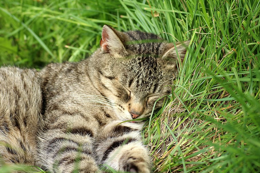 adult brown tabby cat laying down on green leafed grass, animals HD wallpaper