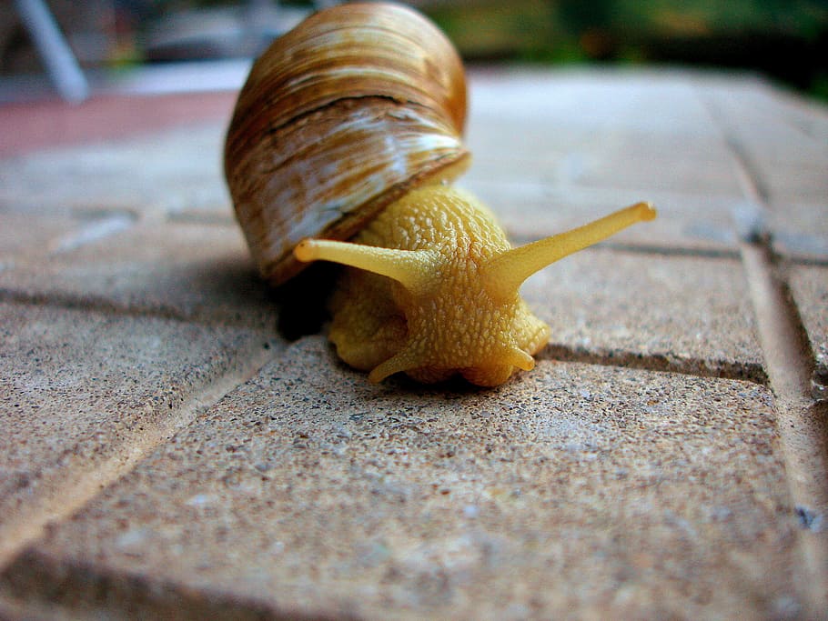A large snail, animal, photo, mollusk, public domain, slimy, nature, HD wallpaper