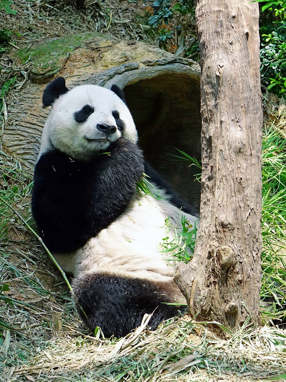 Panda laying on grass, endangered, rare, protected, bamboo HD wallpaper
