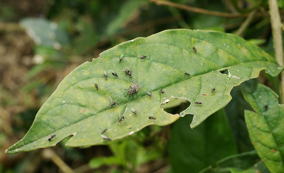 nature, saudi, risaralda, colombia, green color, leaf, plant part HD wallpaper