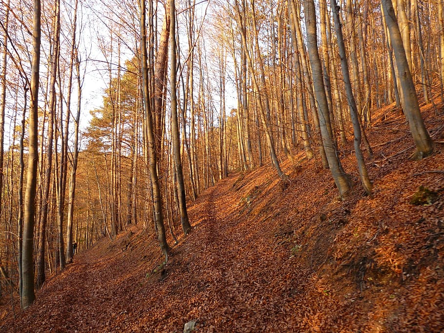 forest, tree, trees, autumn, autumn forest, tribe, log, leaves HD wallpaper