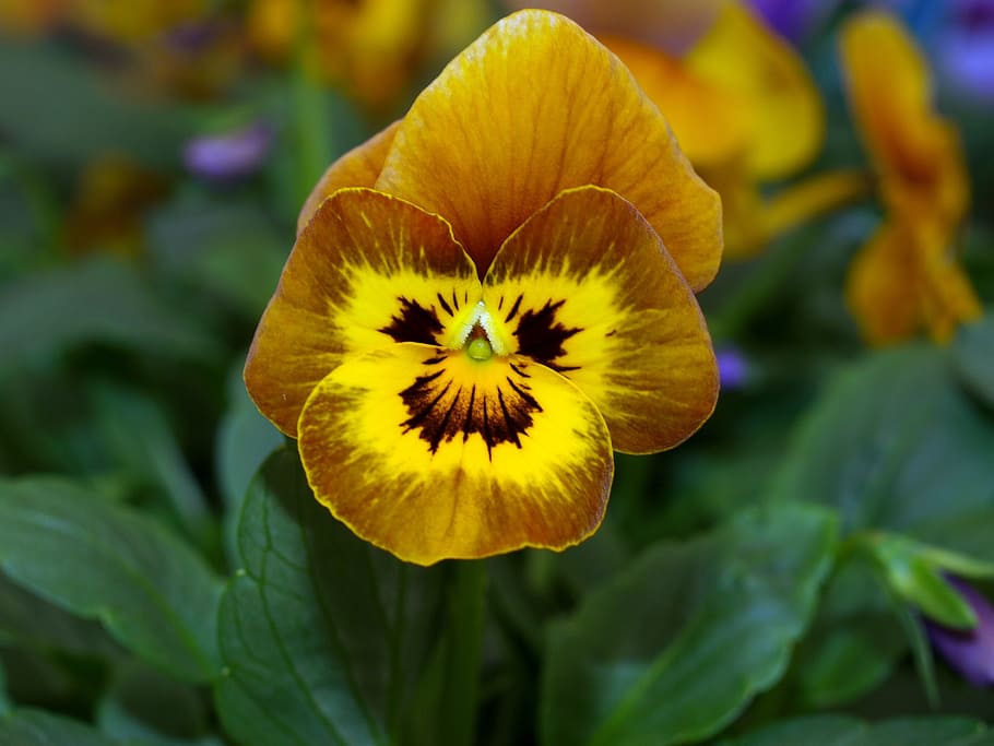 flower, pansy, bloom, flowering plant, fragility, vulnerability HD wallpaper