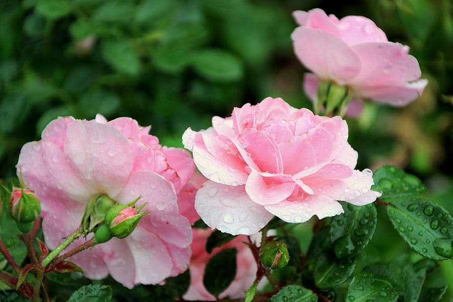 Drops, Spring, Flower, rose, detailed, decorative, tickets HD wallpaper