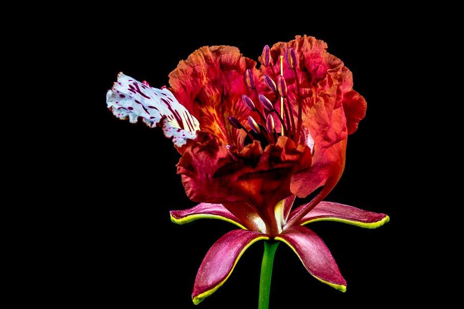 blossom, bloom, red, flowering plant, vulnerability, fragility HD wallpaper