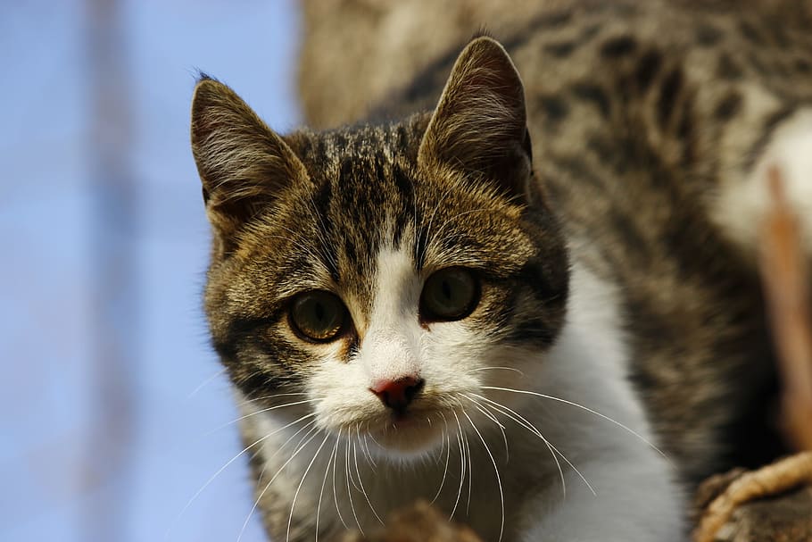 cat, animal, overview, mammal, domestic cat, animal themes HD wallpaper
