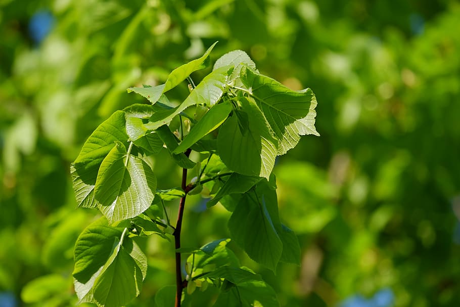 selective focus photography of green leafed plant at daytime HD wallpaper