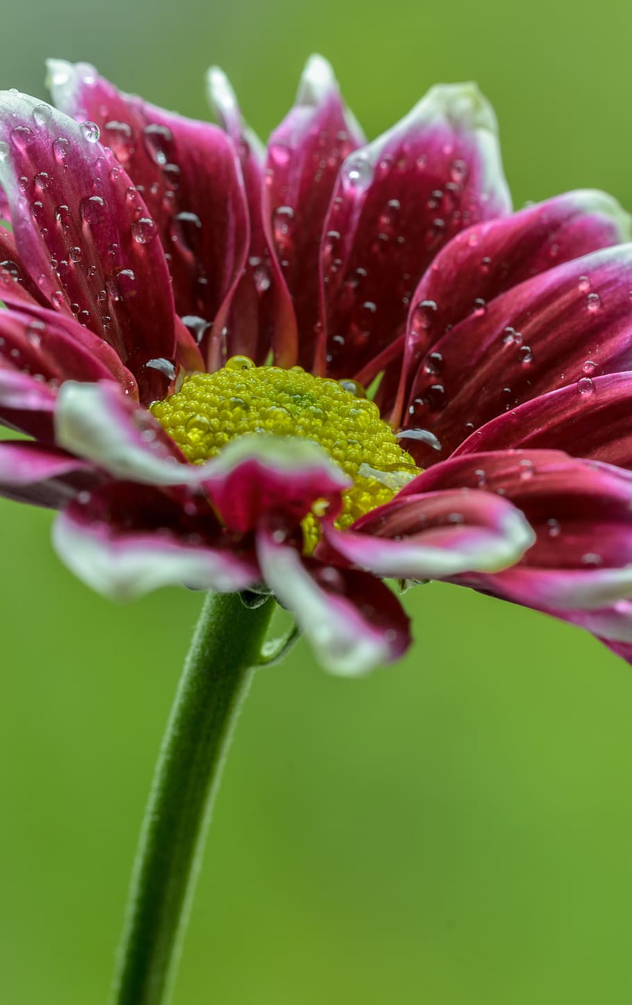 Gerbera, Macro, Close, Flower, Petal, spring, botanical, green HD wallpaper