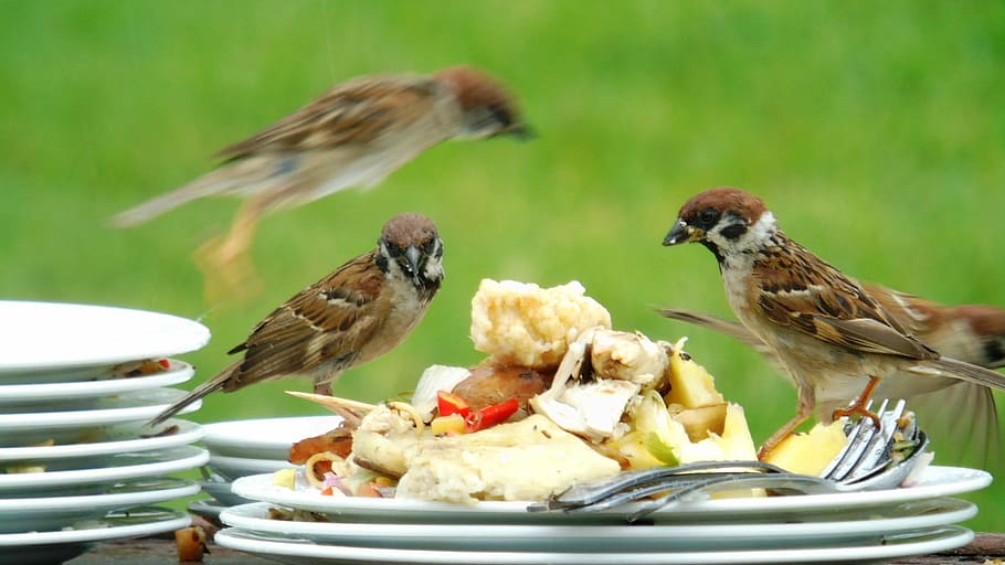 Sparrow, Party, Crowded, animal themes, food and drink, plate HD wallpaper