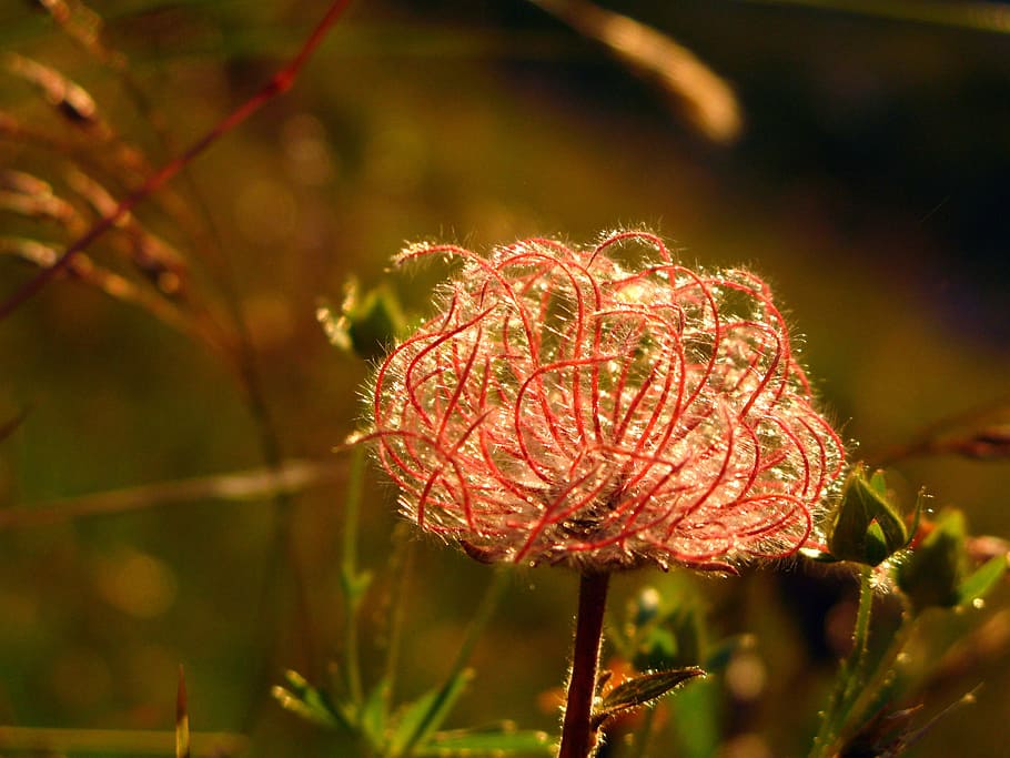 alps, flower, mountain, red, light, nature, landscape, summer HD wallpaper