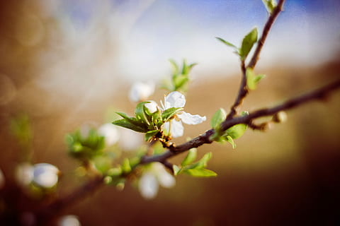 Are you prepared for spring?, blooms, nature, tree, springtime HD wallpaper