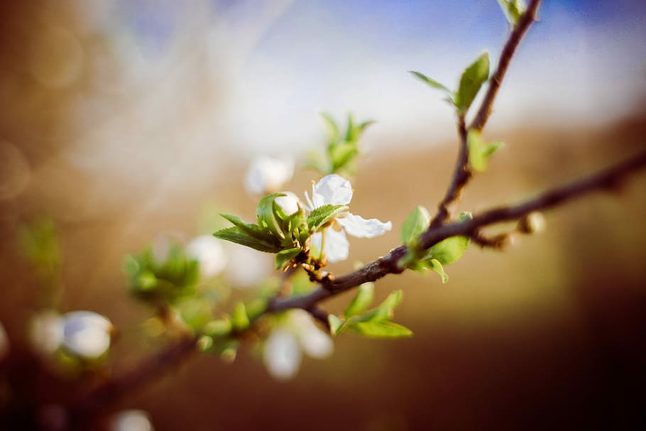 Are you prepared for spring?, blooms, nature, tree, springtime HD wallpaper