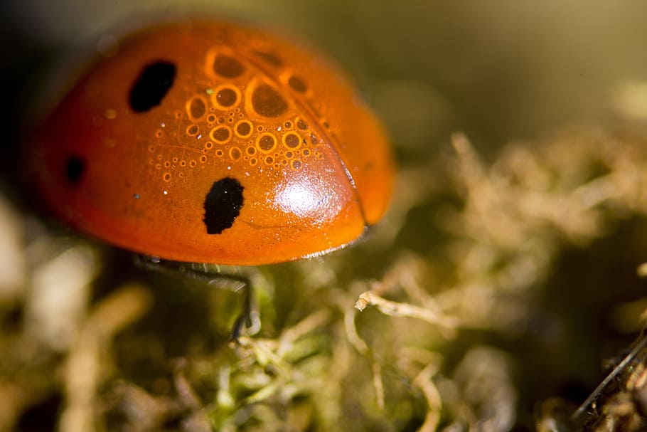 ladybird, insect, nature, animal, animal themes, animal wildlife HD wallpaper