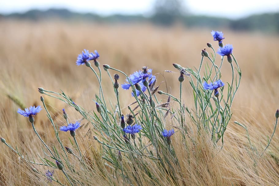 nature, field, landscape, flower, plant, flowering plant, beauty in nature HD wallpaper