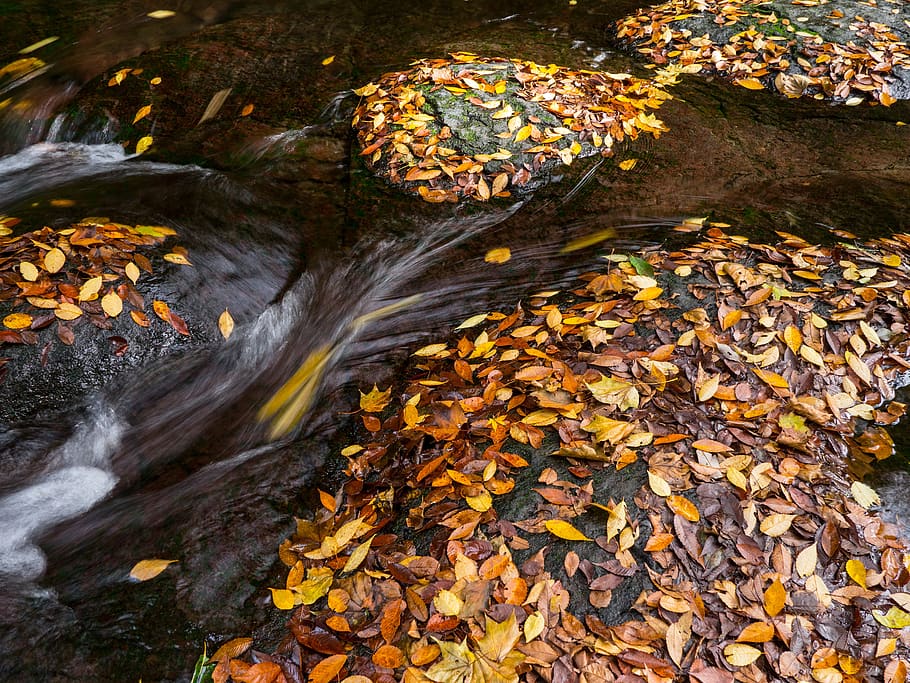 japan, kumamoto, oguni, valley, autumn, leaf, autumnal leaves, HD wallpaper