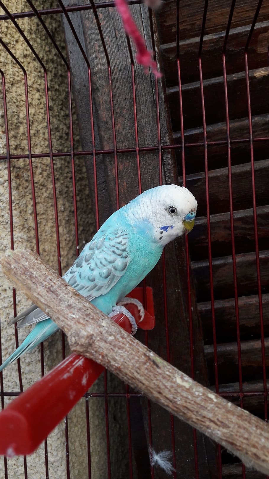 parakeet, bird, blue, animal themes, vertebrate, parrot, cage HD wallpaper