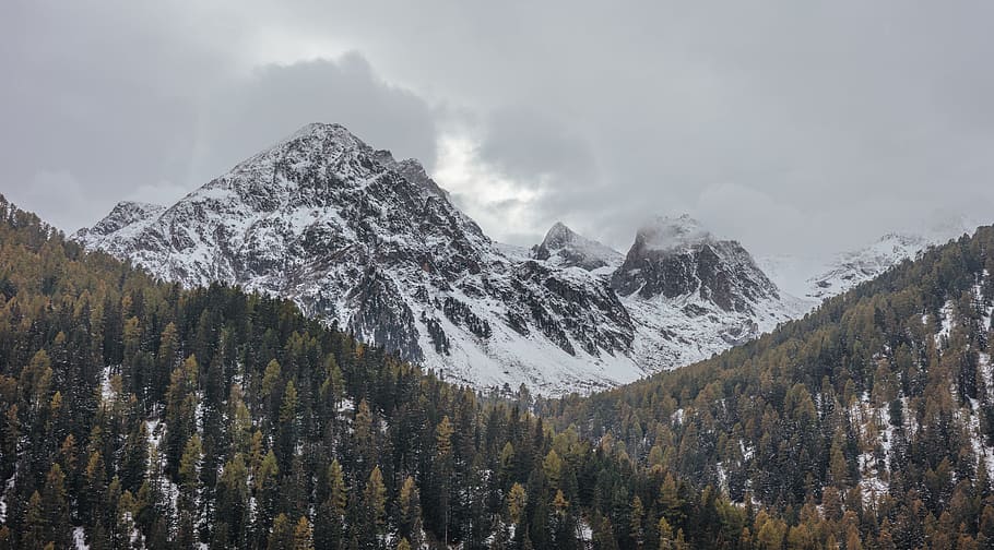 landscape photography of green leafed trees and mountain coated with white snow, low-angle photography of green leaf plant HD wallpaper