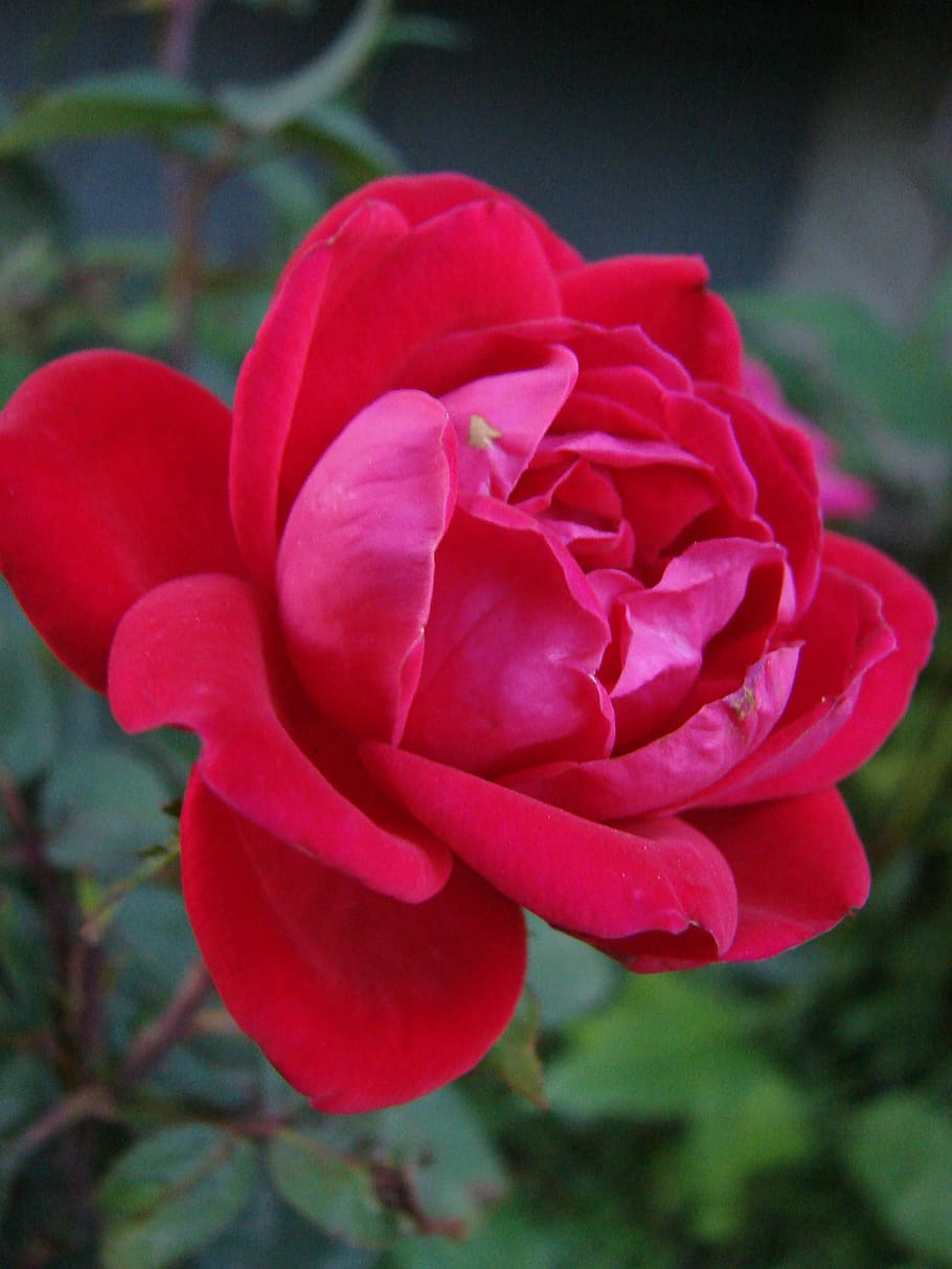 red, rose, flower, bloom, nature, plant, floral, blossom, petal HD wallpaper