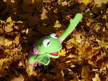kermit, green, frog, doll, figure, autumn, leaves, fall foliage HD wallpaper