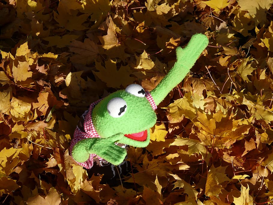 kermit, green, frog, doll, figure, autumn, leaves, fall foliage HD wallpaper