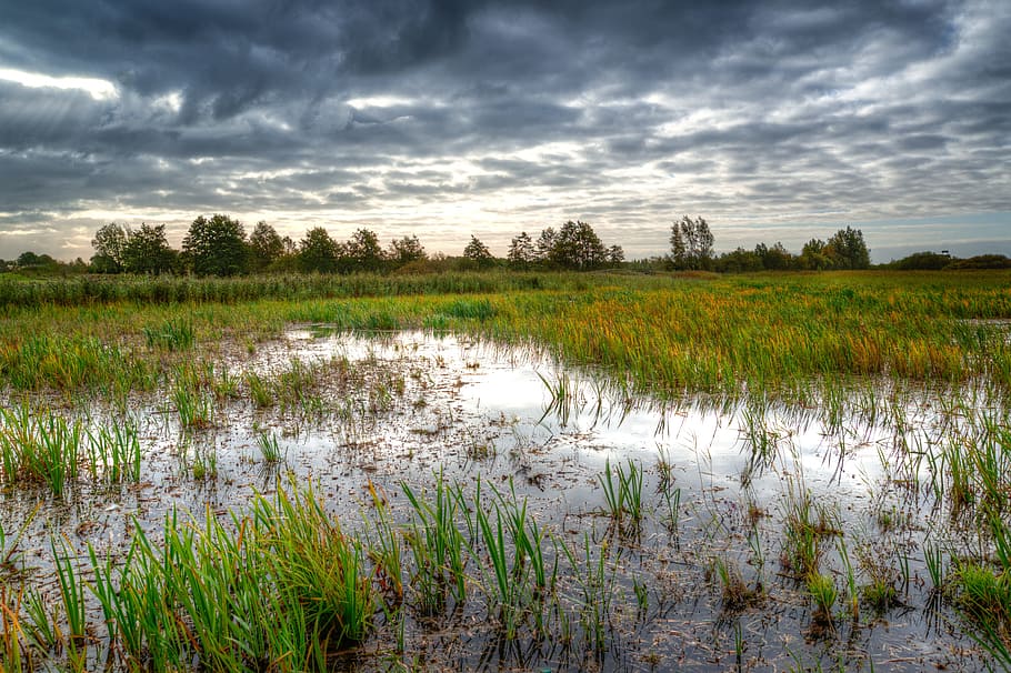 swamp, morning, water, reflection, nature, meadows, landscape HD wallpaper