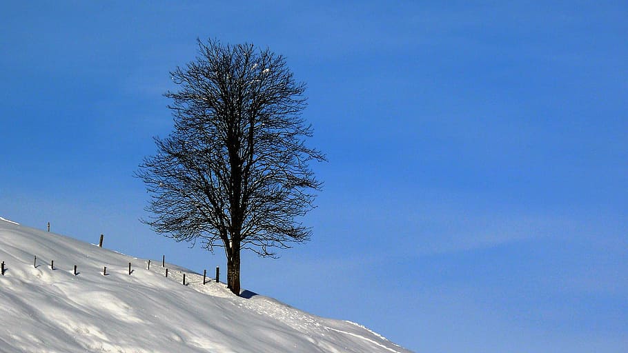 winter, snow, wintry, white, snowy, winter cold, winter dream HD wallpaper