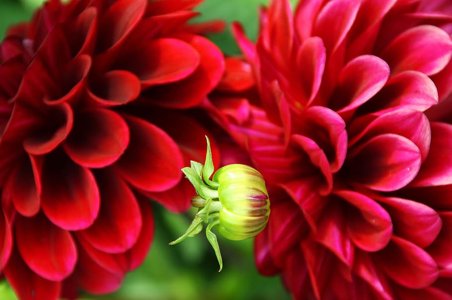 flower, nature, red, macro, flowering plant, beauty in nature HD wallpaper