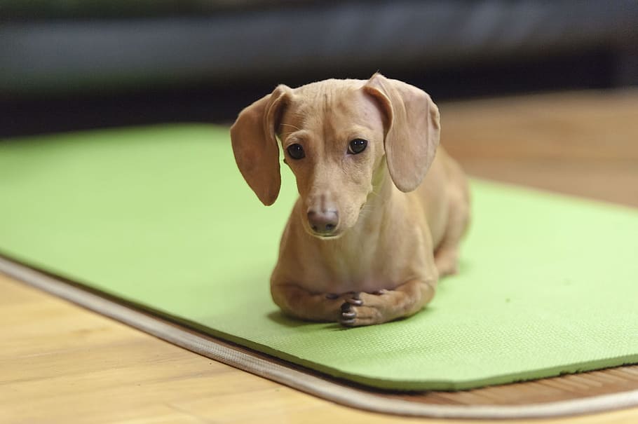shallow focus photography of adult brown dachshund, prone, puppy