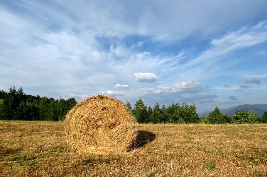 hay harvest, prom, sky, landscape, bale, plant, field, cloud - sky, HD wallpaper