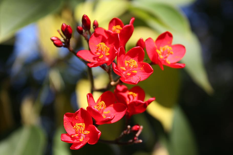 flowers, red, garden, flowering plant, beauty in nature, fragility HD wallpaper