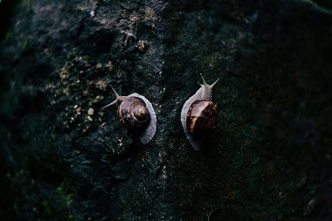 photography of two brown and gray snails on black rock surface HD wallpaper