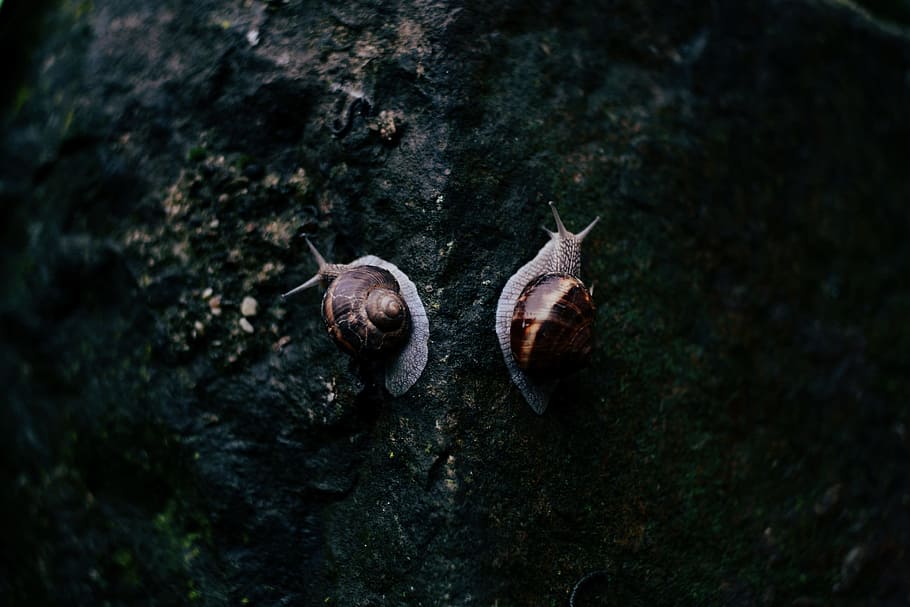 photography of two brown and gray snails on black rock surface HD wallpaper
