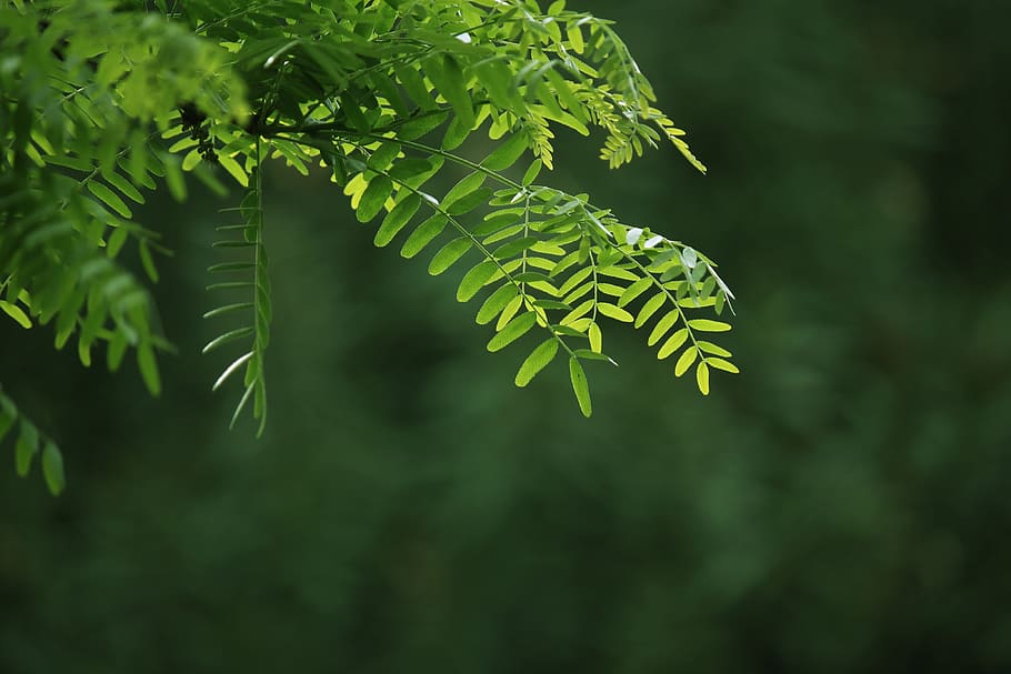 Branch, Tree, Leaf, Leaves, Green, nature, green color, forest HD wallpaper