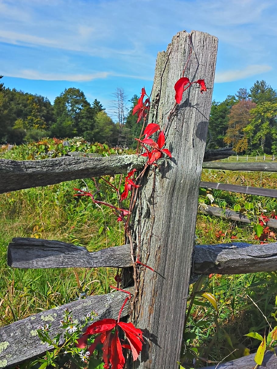 fall, foliage, autumn, fall foliage, plant, wood - material HD wallpaper