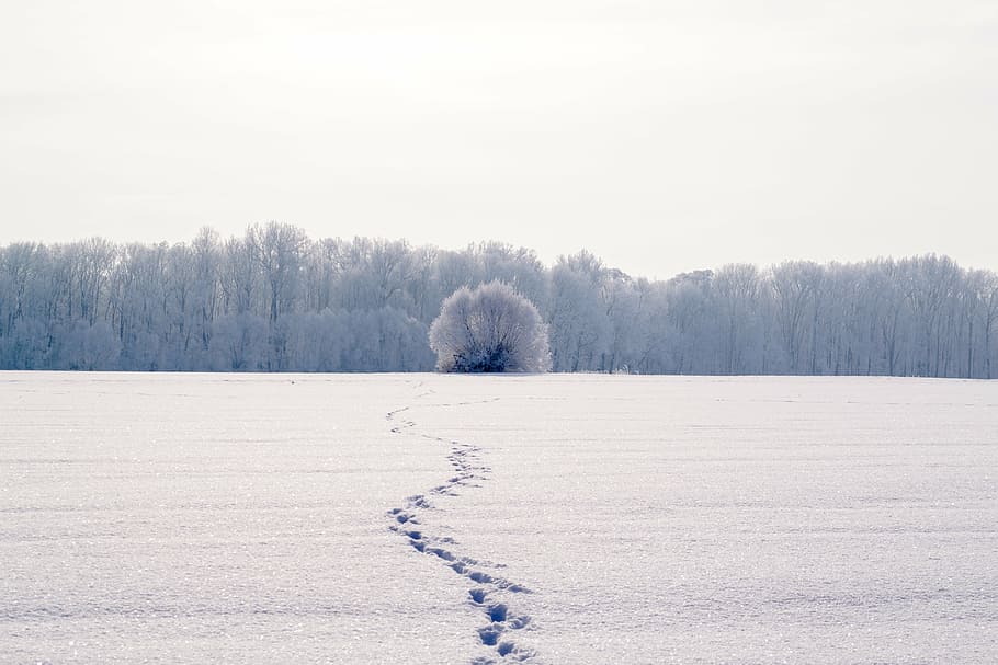 photo of snow coated open field near tree at daytime, traces, HD wallpaper