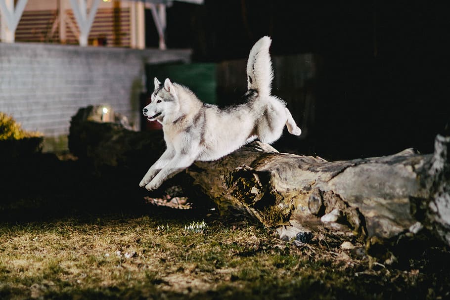 white Siberian Husky jumping on brown tree trunk during night time, adult black and white Siberian husky jumping on dried tree near concrete wall at nighttime HD wallpaper